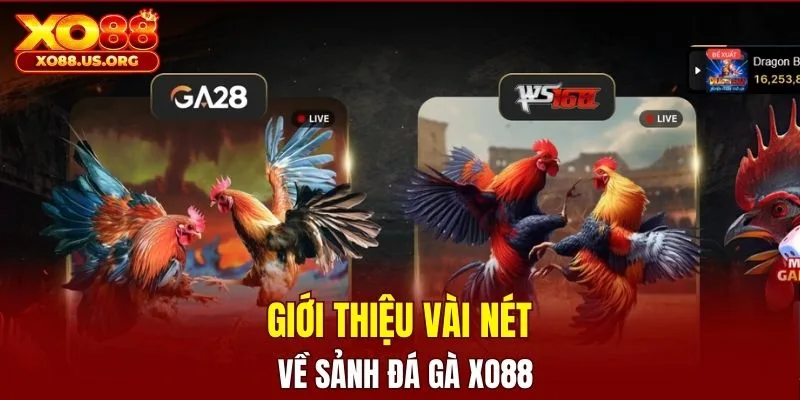 Giới thiệu vài nét về sảnh đá gà XO88