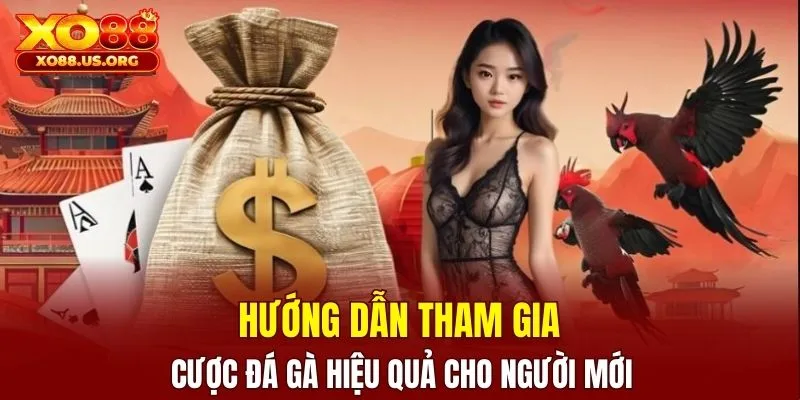 Hướng dẫn tham gia chơi đá gà hiệu quả cho người mới
