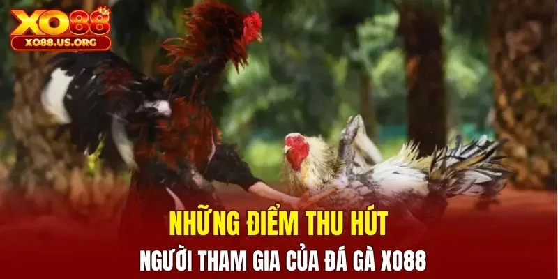 Những điểm thu hút người tham gia của đá gà XO88